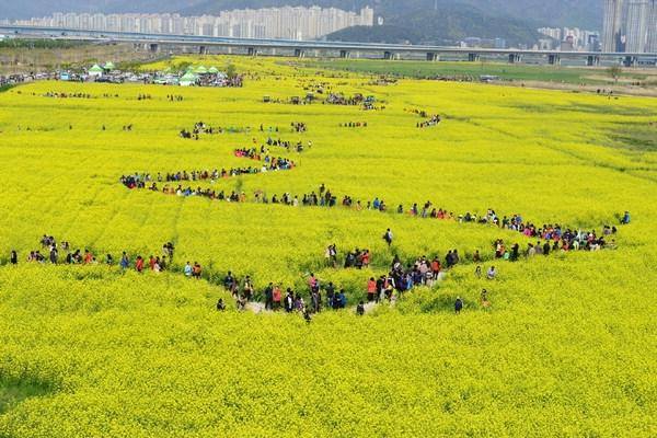 sac-vang-phu-kin-nhung-canh-dong-han-quoc-vao-mua-xuan